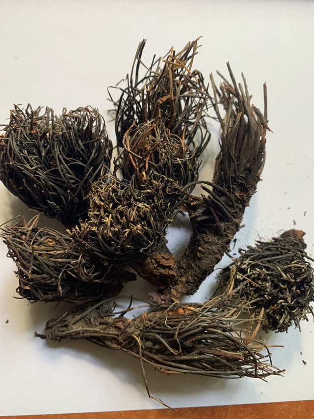 Червона щітка корінь, родіола чотиричленна, 500 гр.